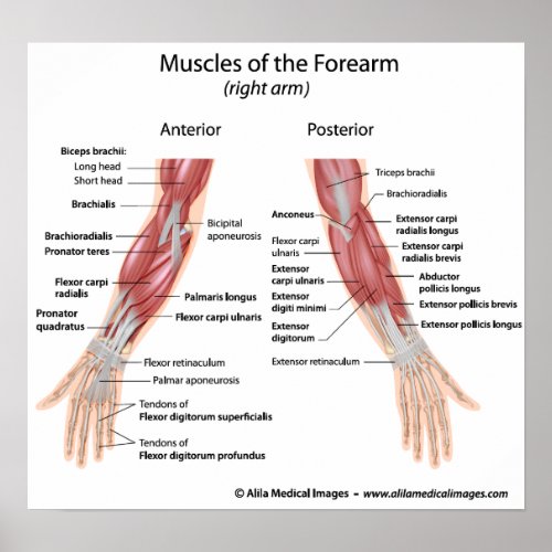 Muscles of forearm anterior and posterior view poster