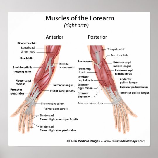 Muscles of forearm anterior and posterior view poster | Zazzle.com