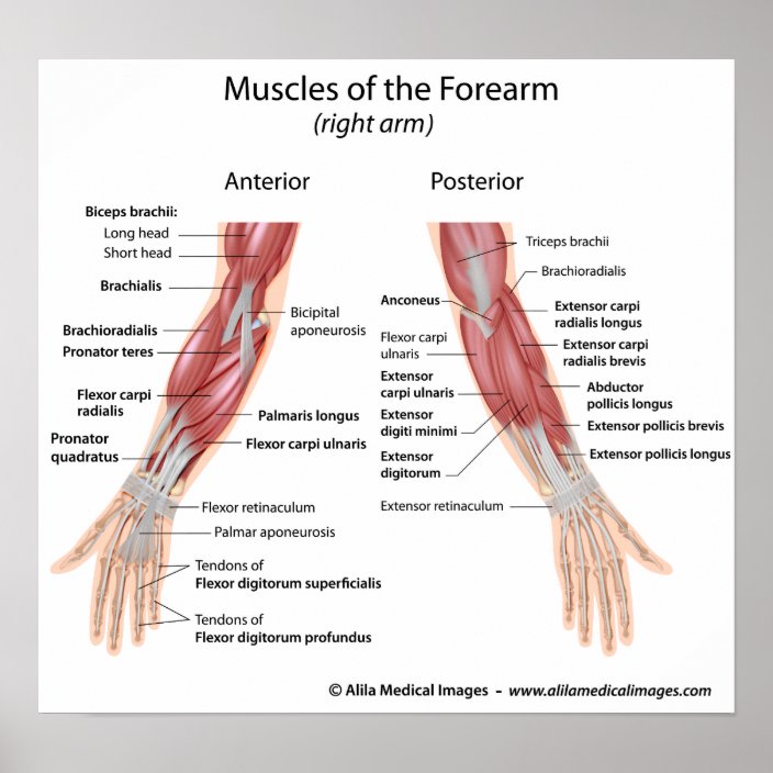 Muscles Of Forearm Anterior And Posterior View Poster Zazzle Com