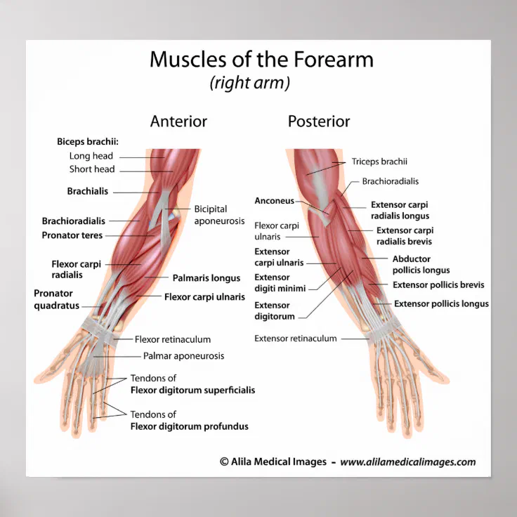 Anatomy of human forearm muscles, superficial anterior view Stock