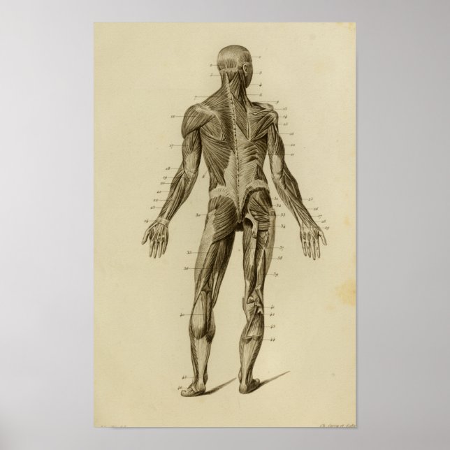 Muscles of the Back Anatomy Print (Front)