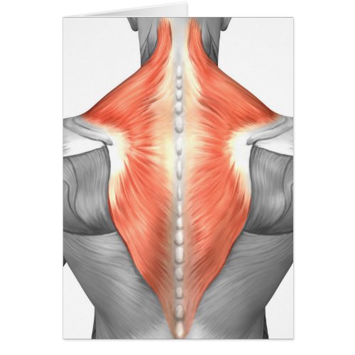 Muscles Of The Back And Neck