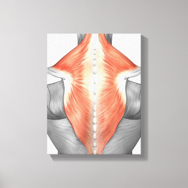 Muscles Of The Back And Neck Canvas Print (Front)