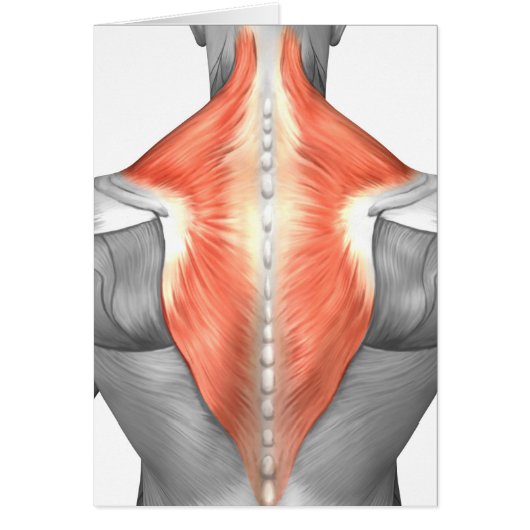Muscles Of The Back And Neck Cards (Front)