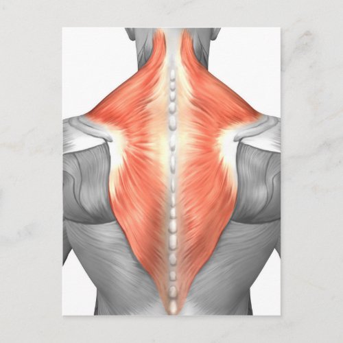 Muscles Of The Back And Neck Postcard