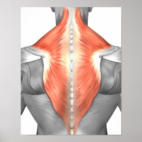 Muscles Of The Back And Neck Poster