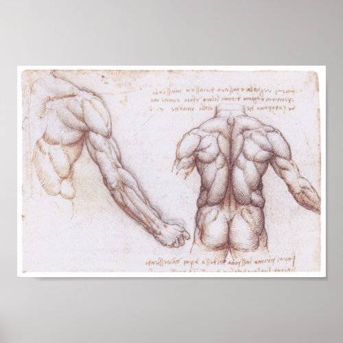 Muscles of the Back Leonardo da Vinci Poster