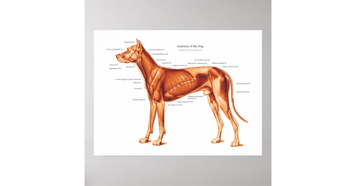 Мышцы собаки анатомия в картинках