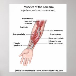 Muscles of the forearm, labeled diagram. poster