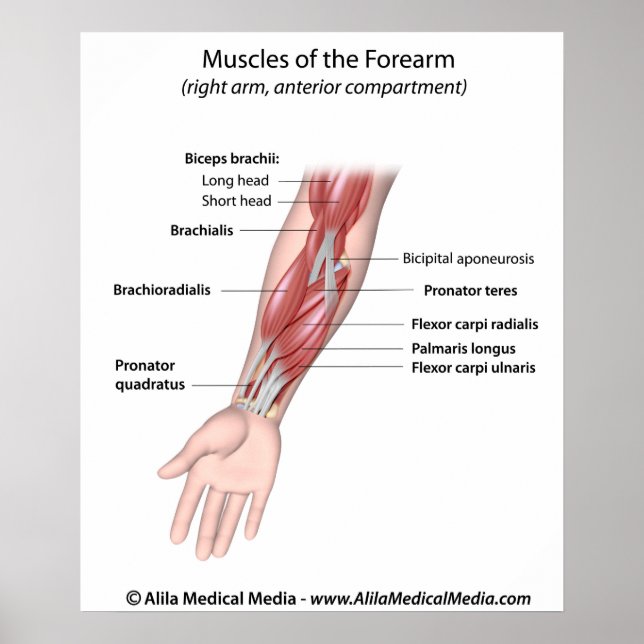 Muscles of the forearm, labeled diagram. poster (Front)