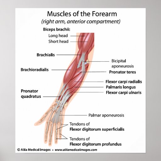 Muscles of the forearm, labeled diagram. poster