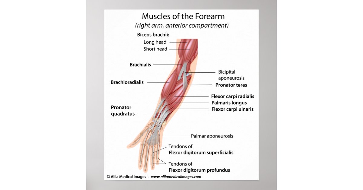 Muscles Of The Forearm Labeled Diagram Poster Zazzle Com