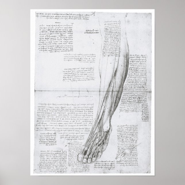 Muscles of the Leg, Leonardo Da Vinci Poster (Front)