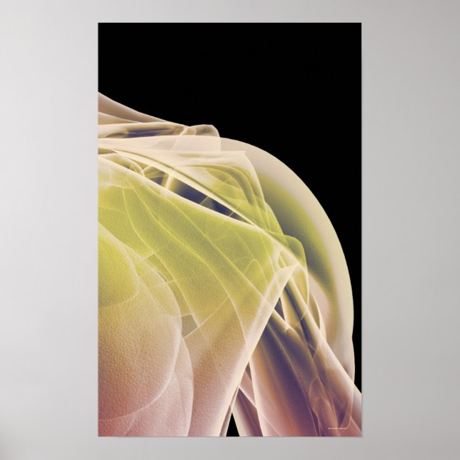 Muscles of the Shoulder 4 Poster (Front)