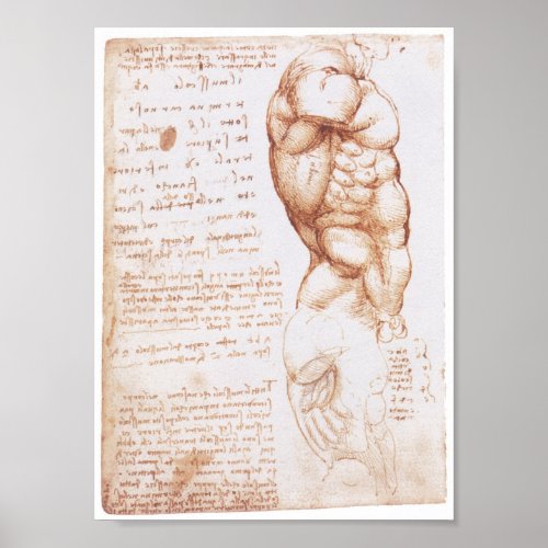 Muscles of the Torso Leonarod da Vinci Poster