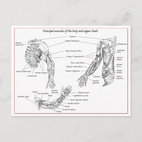 Muscles of the upper body postcard