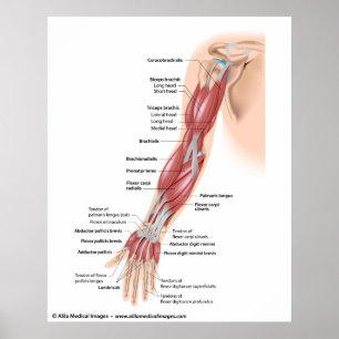 Muscles of the whole arm, labeled drawing. poster