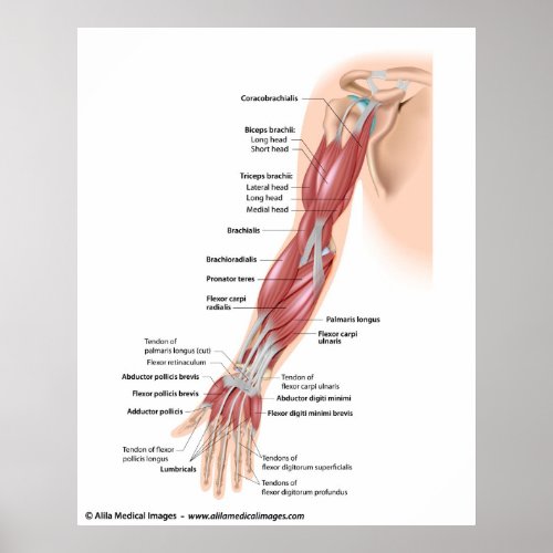 Muscles of the whole arm labeled drawing poster