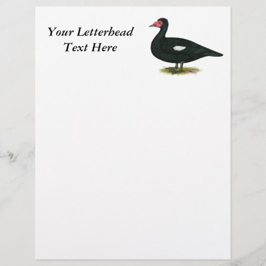 Muscovy Black Drake (Front)