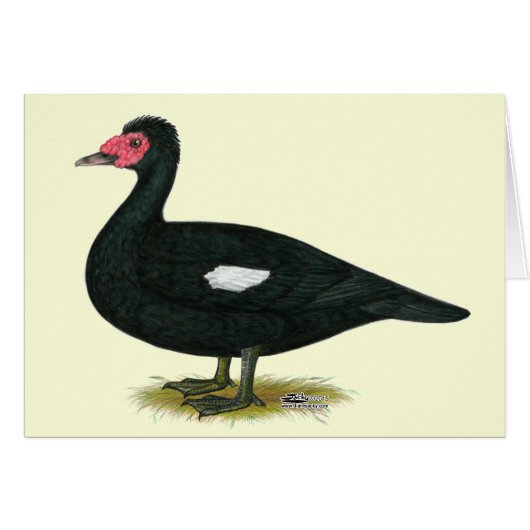 Muscovy Black Drake Cards (Front Horizontal)
