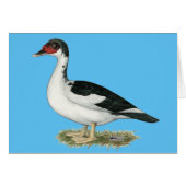Muscovy Black Pied Duck (Front Horizontal)
