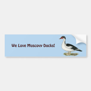 Muscovy Black Pied Duck Bumper Sticker