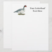 Muscovy Blue Pied Drake (Front/Back)