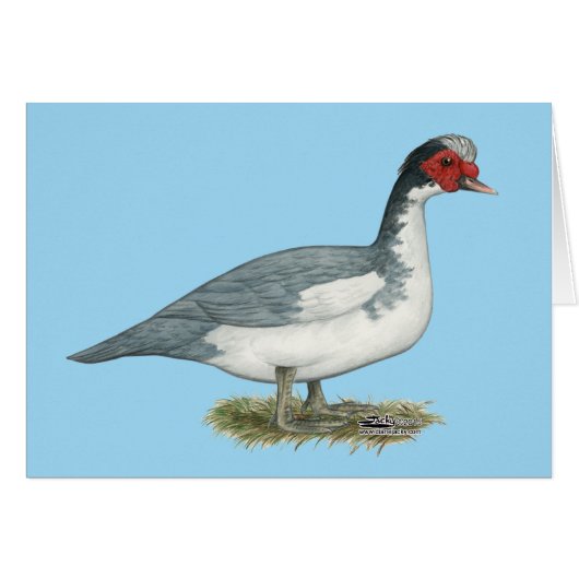 Muscovy Blue Pied Drake Cards (Front Horizontal)