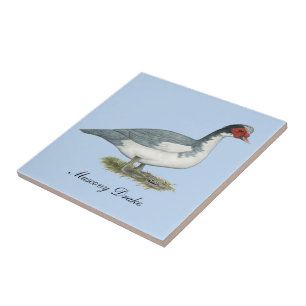 Muscovy Blue Pied Drake Ceramic Tile