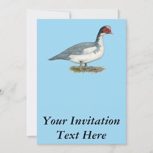 Muscovy Blue Pied Drake Invitation (Front)