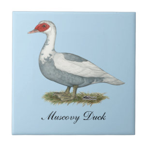 Muscovy Blue Pied Duck Ceramic Tile