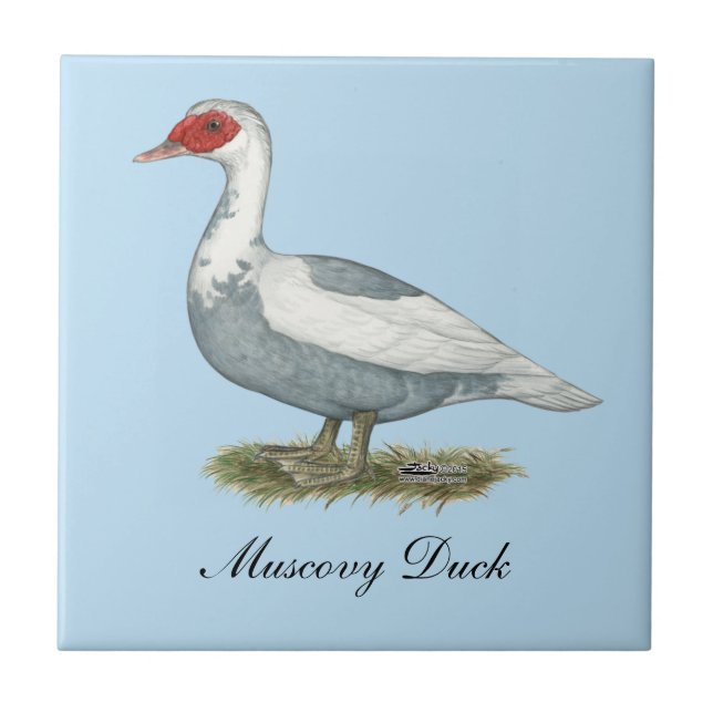 Muscovy Blue Pied Duck Ceramic Tile (Front)
