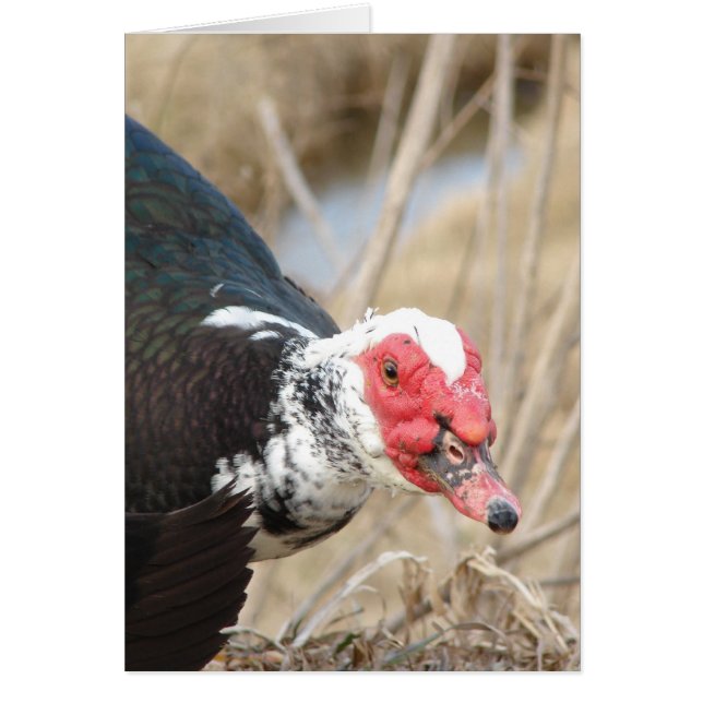 Muscovy Drake (Front)