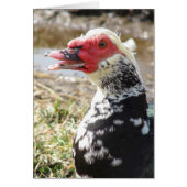 Muscovy Drake (Front)