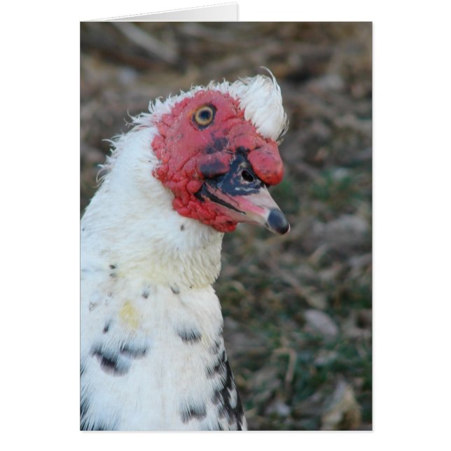 Muscovy Drake All Occasion Greeting Card (Front)