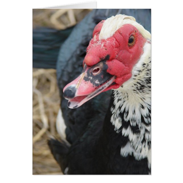 Muscovy Drake Cards (Front)