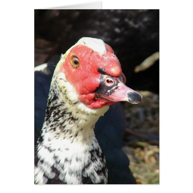 Muscovy Drake Cards (Front)