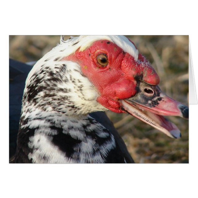 Muscovy Drake Cards (Front Horizontal)