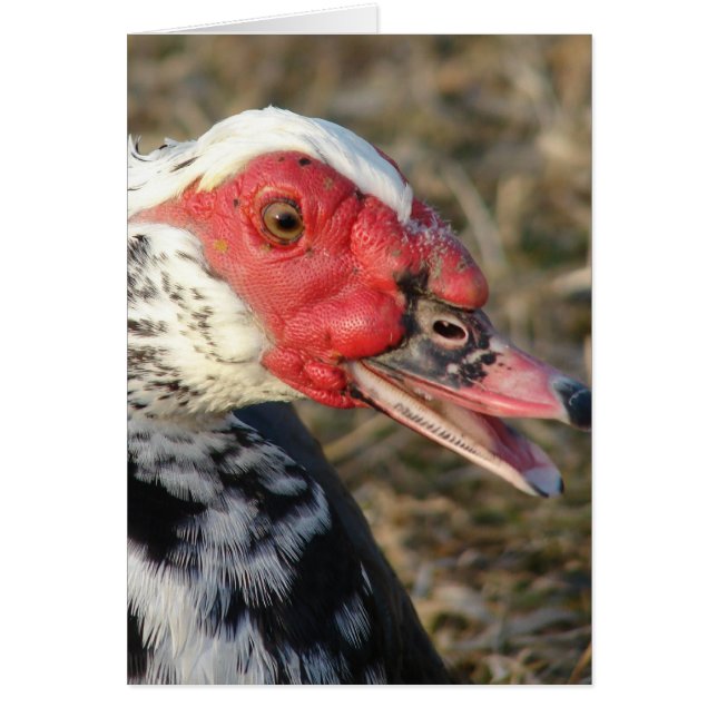 Muscovy Drake Cards (Front)