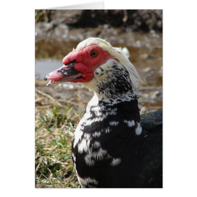 Muscovy Drake Cards (Front)