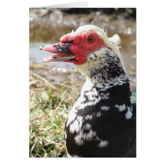 Muscovy Drake Cards (Front)
