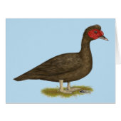 Muscovy Drake Chocolate (Front Horizontal)