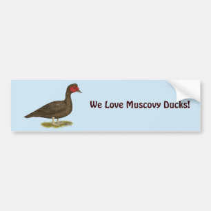 Muscovy Drake Chocolate Bumper Sticker