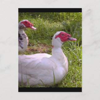 Muscovy Drakes post cards