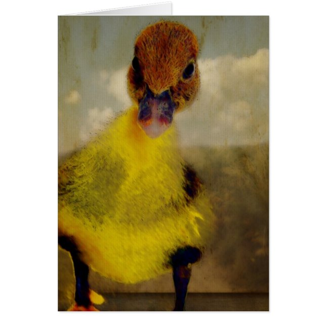 Muscovy Dreamin' Cards (Front)