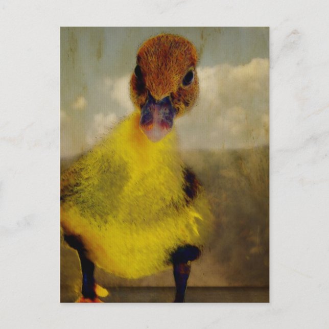 Muscovy Dreamin' Postcard (Front)