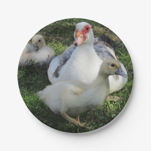 Muscovy Duck And Ducklings Paper Plates