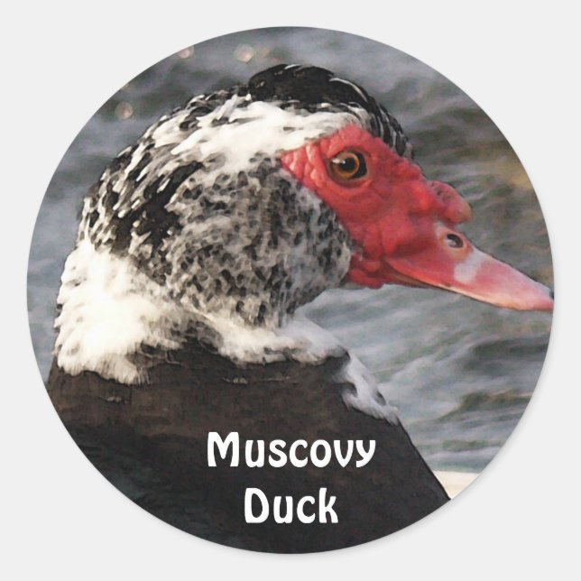 Muscovy Duck Bird Wildlife Sticker (Front)