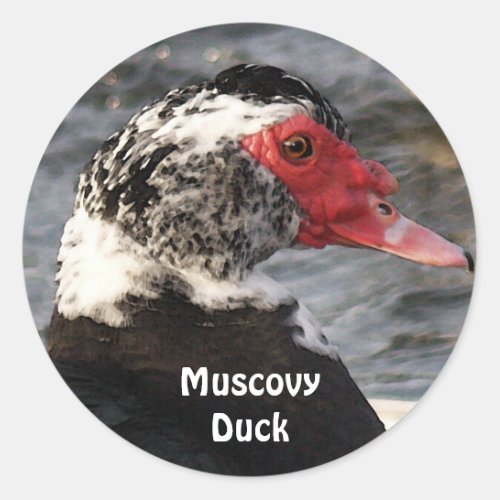 Muscovy Duck Bird Wildlife Sticker