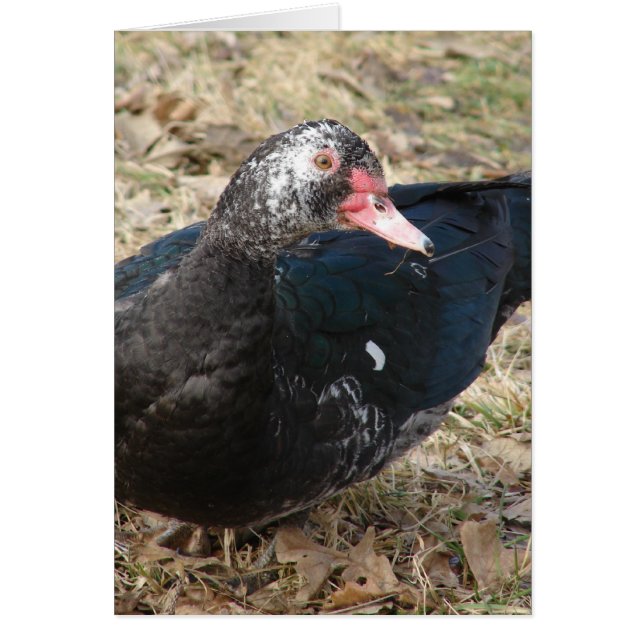 Muscovy Duck Cards (Front)